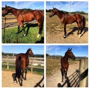 2011 Gelding by Broken Vow by Unbridled lightly raced retired sound August 2014